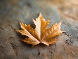 An autumn leaf textured background with ample space photo