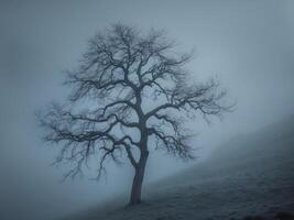 Skeletal Tree Reaching Skyward on Foggy Hill Moody Nature Landscape photo