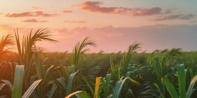 Sunset in Sugarcane Fields with Lush Green CropsSunset in Sugarcane Fields with Lush Green Crops. photo