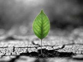 Green Leaf Growing on Dry Cracked Soil Symbolizing Hope and Resilience in NatureGreen Leaf Growing on Dry Cracked Soil Symbolizing Hope and Resilience in Nature. photo