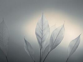 Soft Silhouette of Delicate Leaves on a Subtle Gray Background in Gentle Light photo