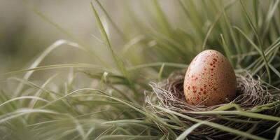 Red speckled egg nestled in a birds nest in grassRed speckled egg nestled in a birds nest in grass. photo