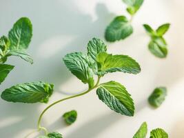 Fresh Green Mint Leaves Arranged Elegantly on Light Background for Culinary UseFresh Green Mint Leaves Arranged Elegantly on Light Background for Culinary Use. photo