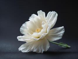 Elegant White Flower on Black Background with Soft Focus and Simple Elegance photo