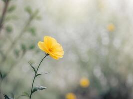 Bright Yellow Flower Blooming in Natural Garden Setting with Blurry Background photo