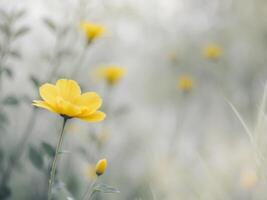Bright Yellow Flower Blooming in Natural Garden Setting with Blurry BackgroundBright Yellow Flower Blooming in Natural Garden Setting with Blurry Background. photo