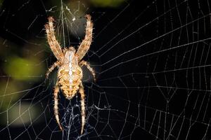 A formidable spider covered with prickly thorns against a dark background of a web woven by it. photo