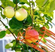 A metal fruit picker harvests apples from a tree on a summer day. photo