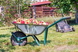 Harvested ripe juicy apples are loaded on a garden wheelbarrow on a sunny day against the backdrop of a garden plot in blur. photo