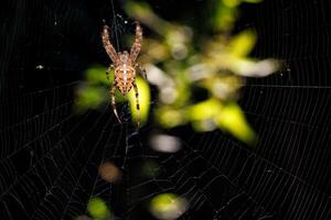 The cross spider weaves its web in the gap of the dark shadow for hunting. photo