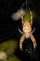 A spider with long, spiky limbs weaves its web. Vertical image. photo