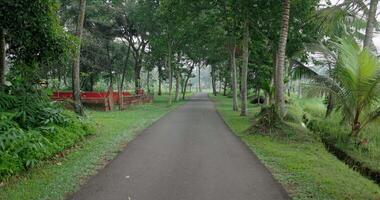 First person view walking on the road under palms trees in the tropics video
