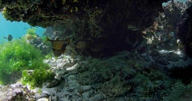 Underwater reef rock with puffer fish and school of tropical fish in ocean video