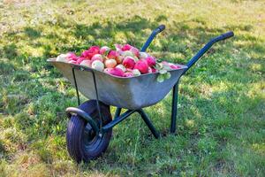 Garden wheelbarrow full of ripe juicy apples in a rustic garden on a sunny day against the backdrop of a garden plot. photo