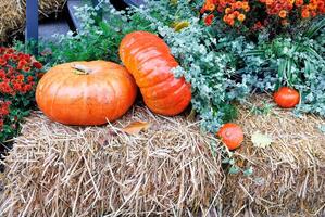 Two large orange pumpkins surrounded by autumn greenery and flowers on straw guard the entrance to the house. photo
