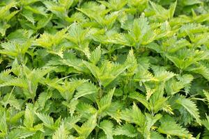 Thickets of green nettles on a summer day close-up. photo