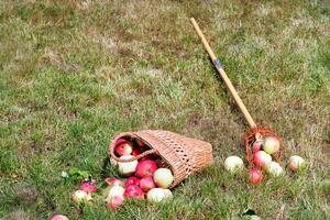 Ripe juicy apples in a straw basket with a tree picker against the background of a mowed green lawn in the backyard. photo