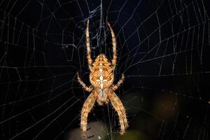 A large poisonous cross-spider against the background of its web on a dark background. photo