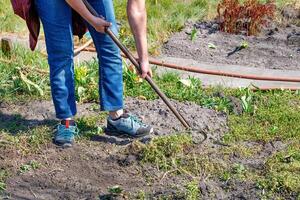 A gardener with a hoe weeds weeds in a garden plot on a warm spring day. photo