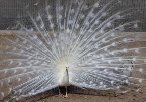 White peacock with a fluffy flowing tail in the rays of sunlight. photo