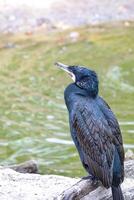 Great cormorant, a large bird with a powerful hooked beak. photo