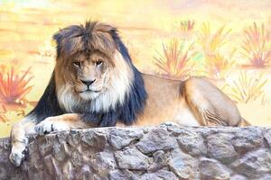 A sleepy lion with a mighty mane is resting on the stones against the background of a painted wall with a safari. photo