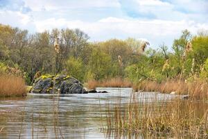 Calm landscape of a spring river with a stone boulder overgrown with yellow flowers. photo