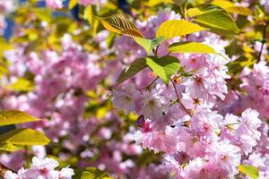 A branch of blooming sakura on the background of a spring garden. photo