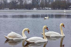 A flock of white swans on an early winter morning on a cloudy day on the open surface of the lake. photo