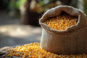 Dried corn kernels overflowing from burlap sack on rustic wooden surface photo
