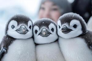 Three adorable chinstrap penguin chicks huddling together in antarctica photo