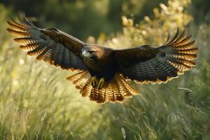 Red-tailed hawk gliding over field with outstretched wings photo