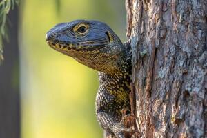 Monitor lizard peeking from behind a tree in the forest photo