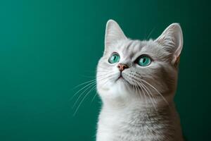White cat looking up on green background photo
