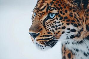 Leopard showing its beautiful fur and light blue eyes in winter scenery photo