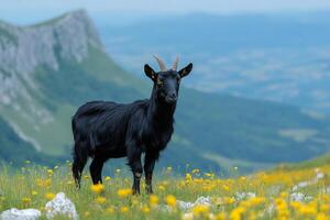 Black goat standing in a field of yellow flowers with mountains in the background photo
