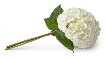 Beautiful white hydrangea flower with green leaves, perfect for decoration photo