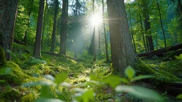 serene Swiss forest with sunlight filtering through trees, creating peaceful atmosphere photo