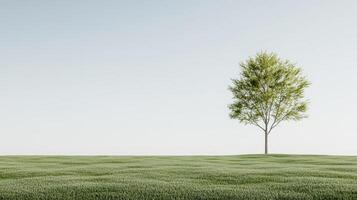 minimalist outdoor scene featuring single tree on green grass photo