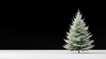 majestic cedar tree covered in snow against black background photo
