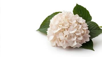 delicate hydrangea flower with soft petals and green leaves photo