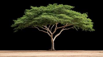 stunning acacia tree with lush green foliage stands alone against black background photo