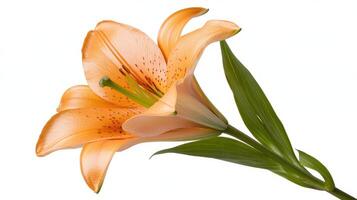vibrant orange lily flower with green leaves, showcasing its beauty photo