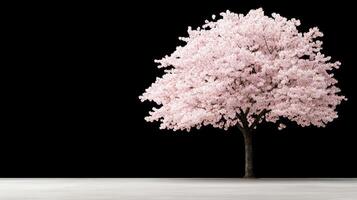 graceful cherry tree with pink blossoms stands against black background photo