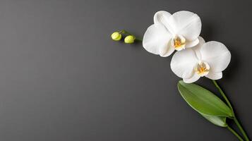 Elegant white orchid flowers with green buds on dark background photo