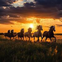 Horses running through a grassy field at sunset with dramatic skies photo