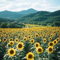 Sunflower field under a blue sky with mountains in the background photo