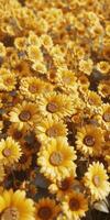 brillante girasol campo en lleno floración debajo un claro azul cielo foto