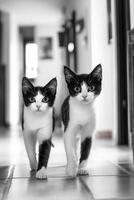 Black and white kittens explore a hallway in a cozy home photo