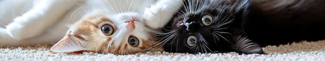 Two playful cats lounging together on a cozy carpet in a sunny room photo